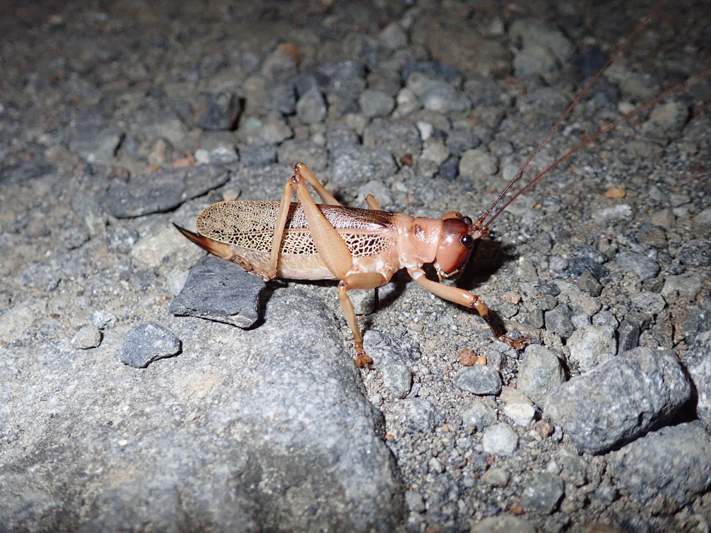Nesonotus salomonoides