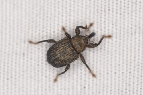 Mottled Waterhyacinth Weevil photo 4