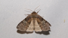 Tethea ocularis