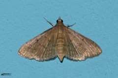 Herpetogramma