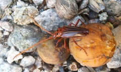 Chydarteres striatus