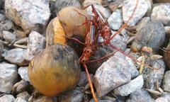 Chydarteres striatus