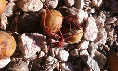 Chydarteres striatus