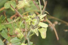 Passiflora tenuiloba