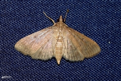 Herpetogramma
