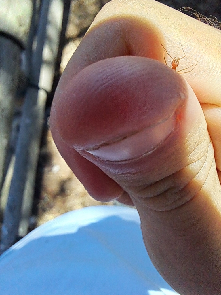 Cataglyphis tartessica