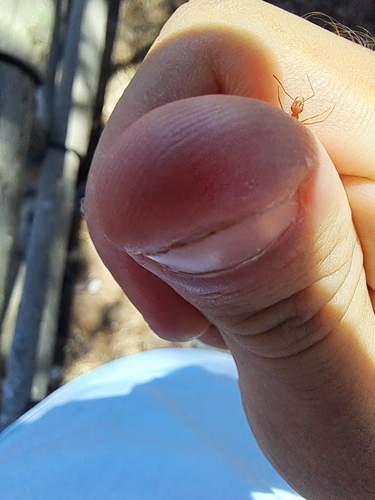 Cataglyphis tartessica