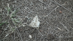 Chiasmia simplicilinea