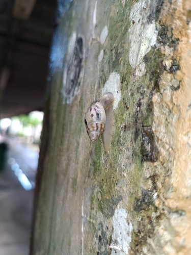 Drymaeus papyraceus