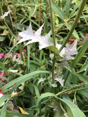 Golovinomyces sonchicola