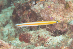 Gunnellichthys curiosus