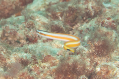 Gunnellichthys curiosus