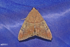 Achaea janata