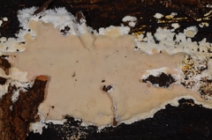 Gloeoporus pannocinctus