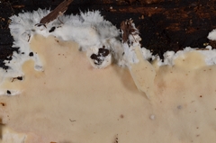 Gloeoporus pannocinctus