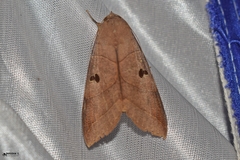 Thyas coronata
