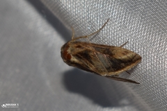 Lepidoptera