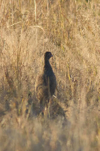 Swainson's Spurfowl