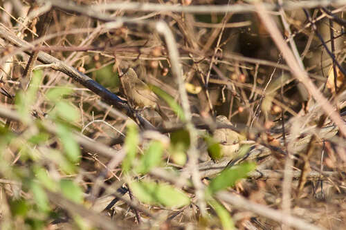 Red-billed Firefinch
