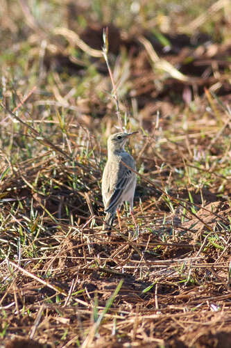 African Pipit