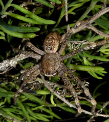 Neosparassus calligaster