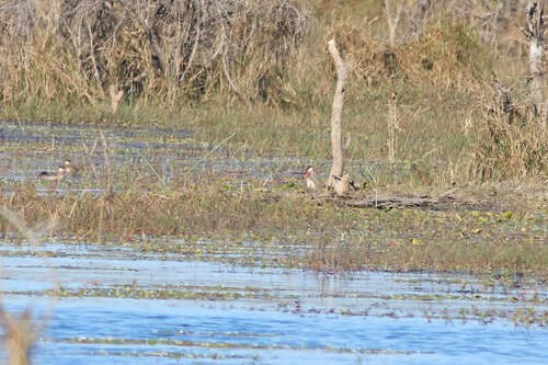 Red-billed Teal