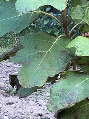 Cercospora hydrangeae