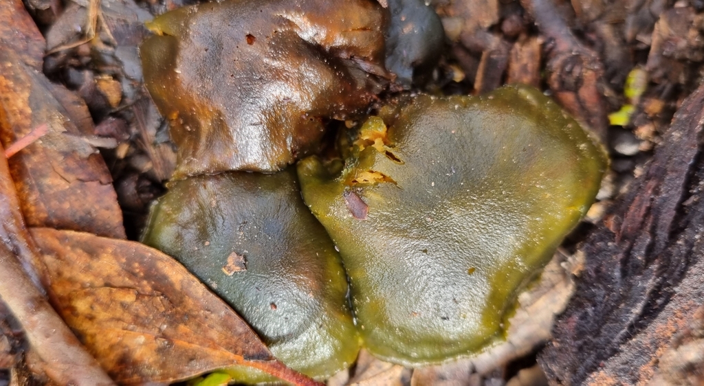 Cortinarius austrovenetus · July 2025 · photo: © mj_taylor (iNaturalist, cc-by-sa)