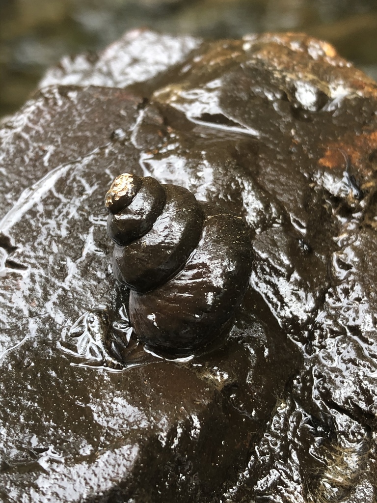 Tulotoma Snail
