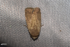 Lepidoptera