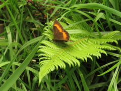 Pedaliodes phaea