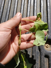 Neolasioptera convolvuli