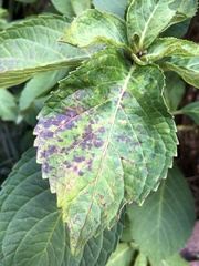 Cercospora hydrangeae