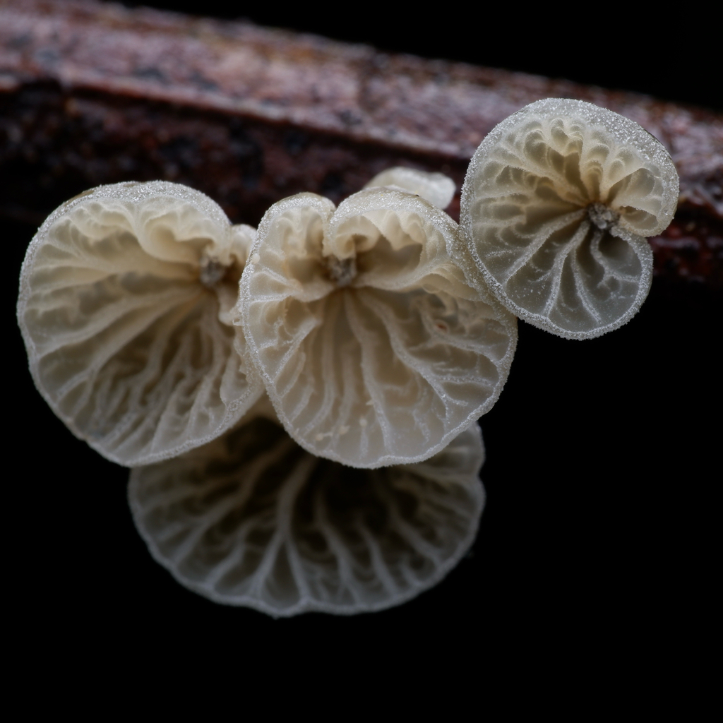 Metacampanella olivaceonigra · July 2025 · photo: © celadonfern (iNaturalist, cc-by)