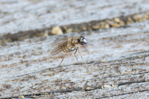 Medetera plumbella