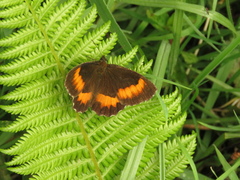 Pedaliodes phaea