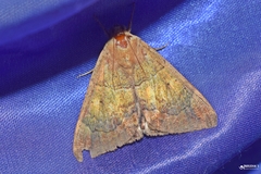 Achaea janata
