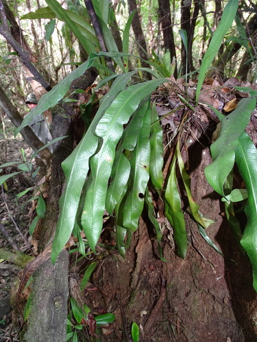 Campyloneurum costatum