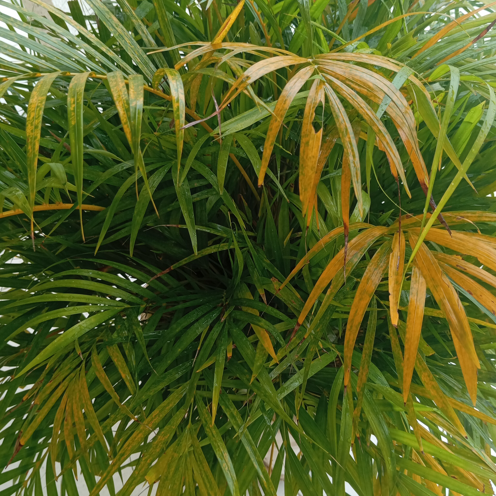 Chrysalidocarpus lutescens