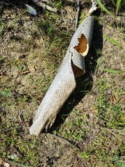 Lepisosteus osseus
