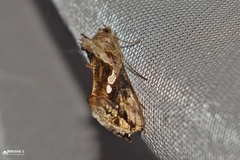 Chrysodeixis
