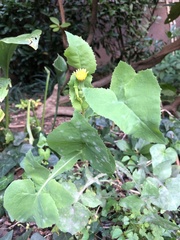 Golovinomyces sonchicola