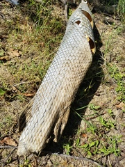 Lepisosteus osseus