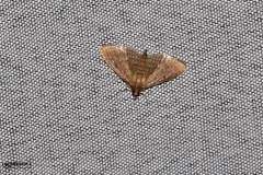 Herpetogramma