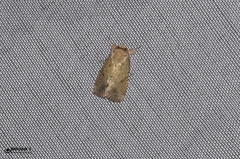 Lepidoptera
