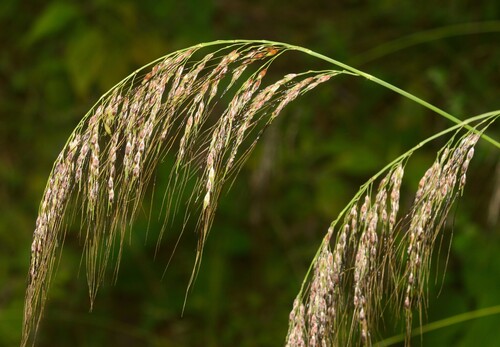 Sorghum laxiflorum observed 2025-05-03