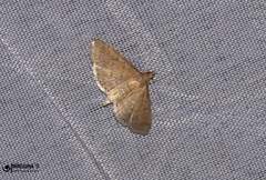 Herpetogramma