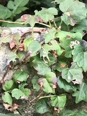 Phyllosticta quinquefoliae