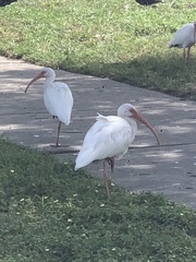Eudocimus albus