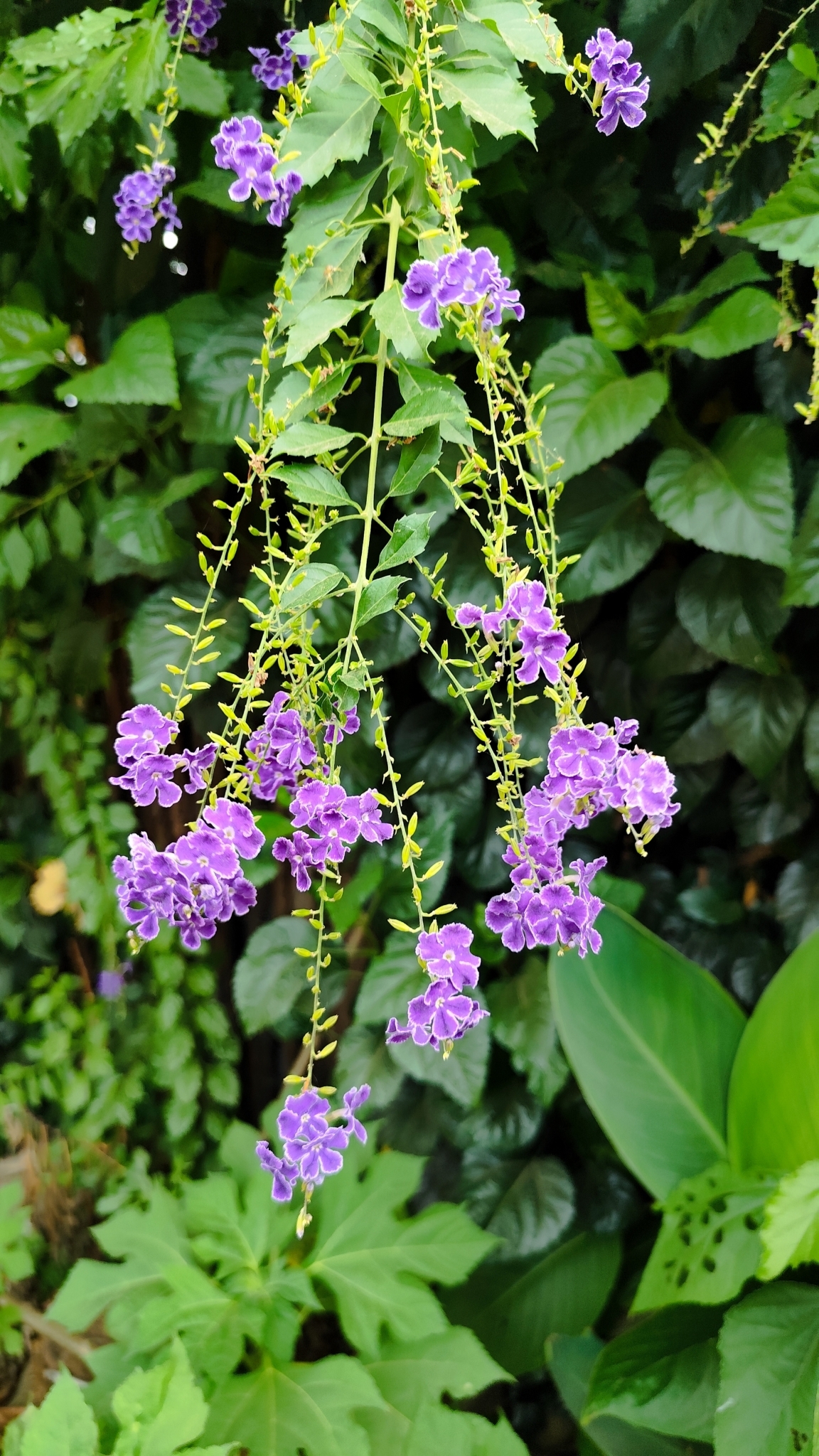 Duranta erecta
